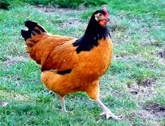 Vorwerkhuhn,  wieder in Juni-Vorwerk Huhn