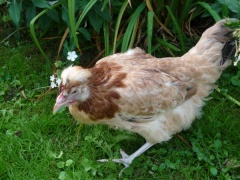 Sulmtaler Grossrasse, wieder im Juni-Sulmtaler Huhn