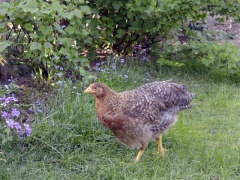 Bielefelder Kennhuhn, wieder im Juni-Bielefelder Kennhuhn