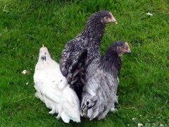 Grünleger, wieder vorhanden-Bild von Grünleger Araucana siehe Sonderrassen