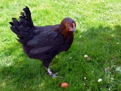 Marans, wieder vorhanden-Maran